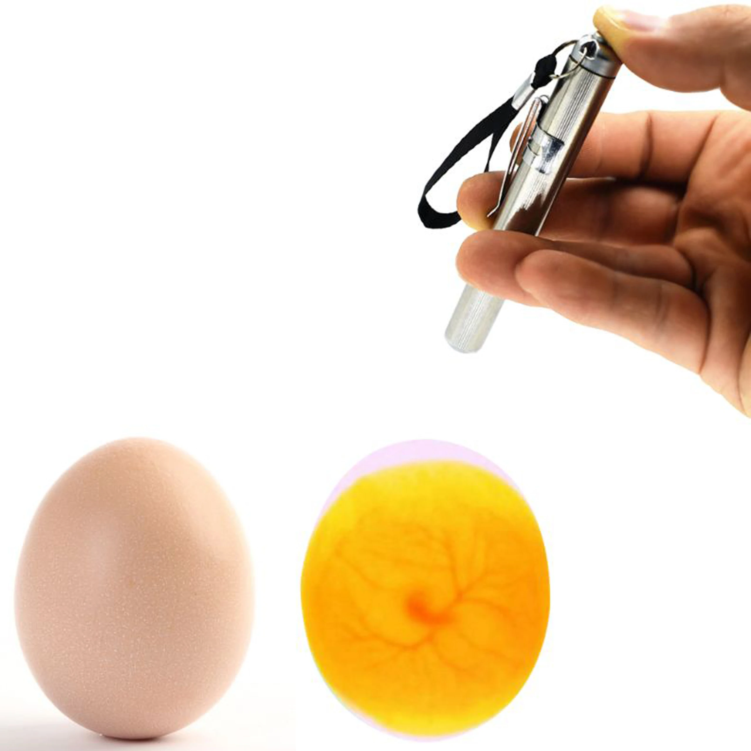 Candle Making Thermometer - Egg Candler Monitoring Egg Development Egg